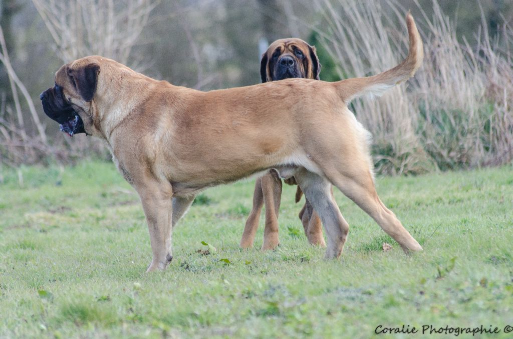 Mr rouge gorge Du Domaine D'Amise