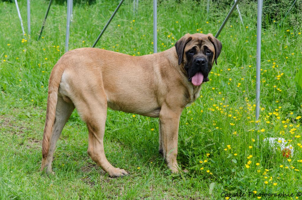 Mr rouge gorge Du Domaine D'Amise