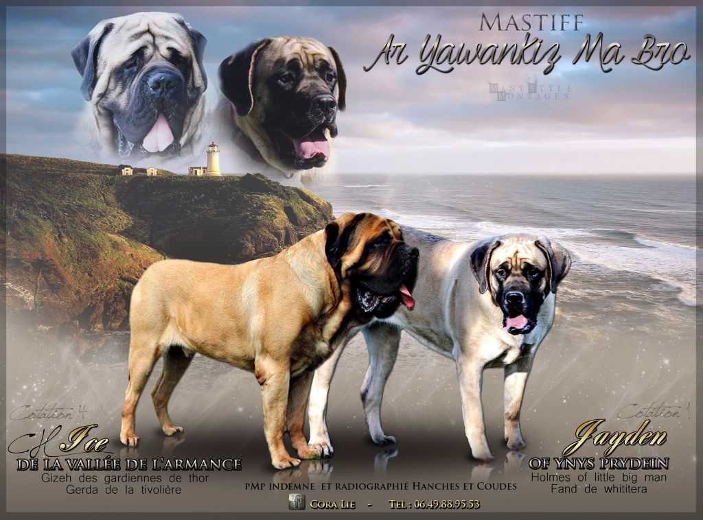 Ar Yawankiz Ma Bro - Mastiff - Portée née le 16/05/2017