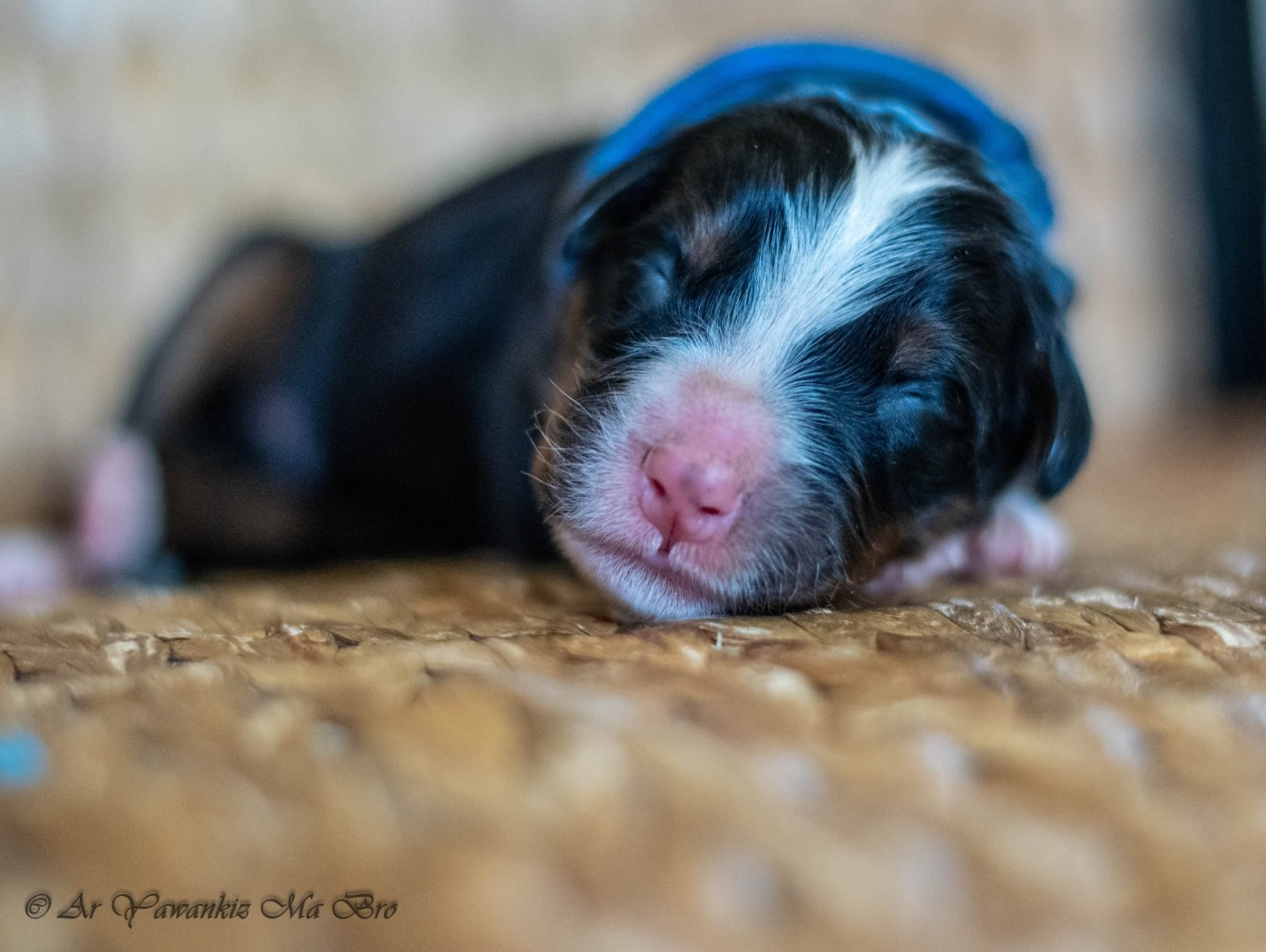 Ar Yawankiz Ma Bro - Chiots disponibles - Bouvier Bernois