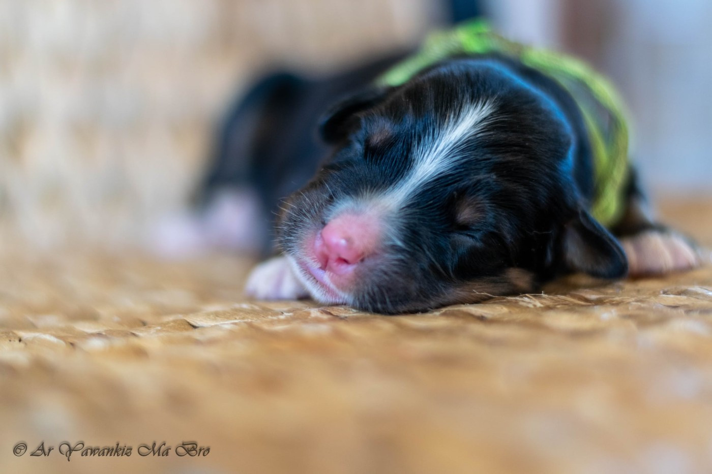 Ar Yawankiz Ma Bro - Chiots disponibles - Bouvier Bernois