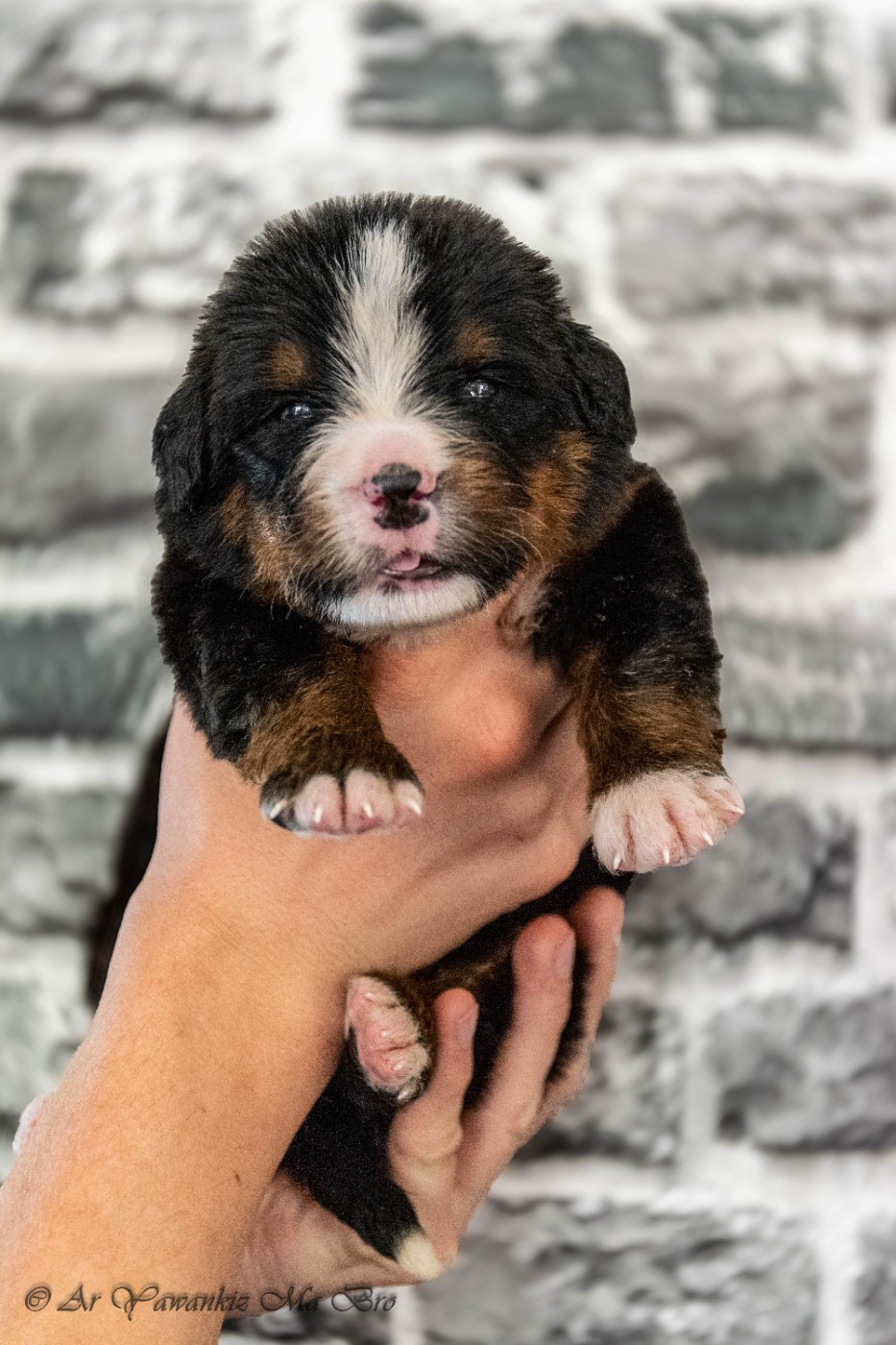 Ar Yawankiz Ma Bro - Chiots disponibles - Bouvier Bernois