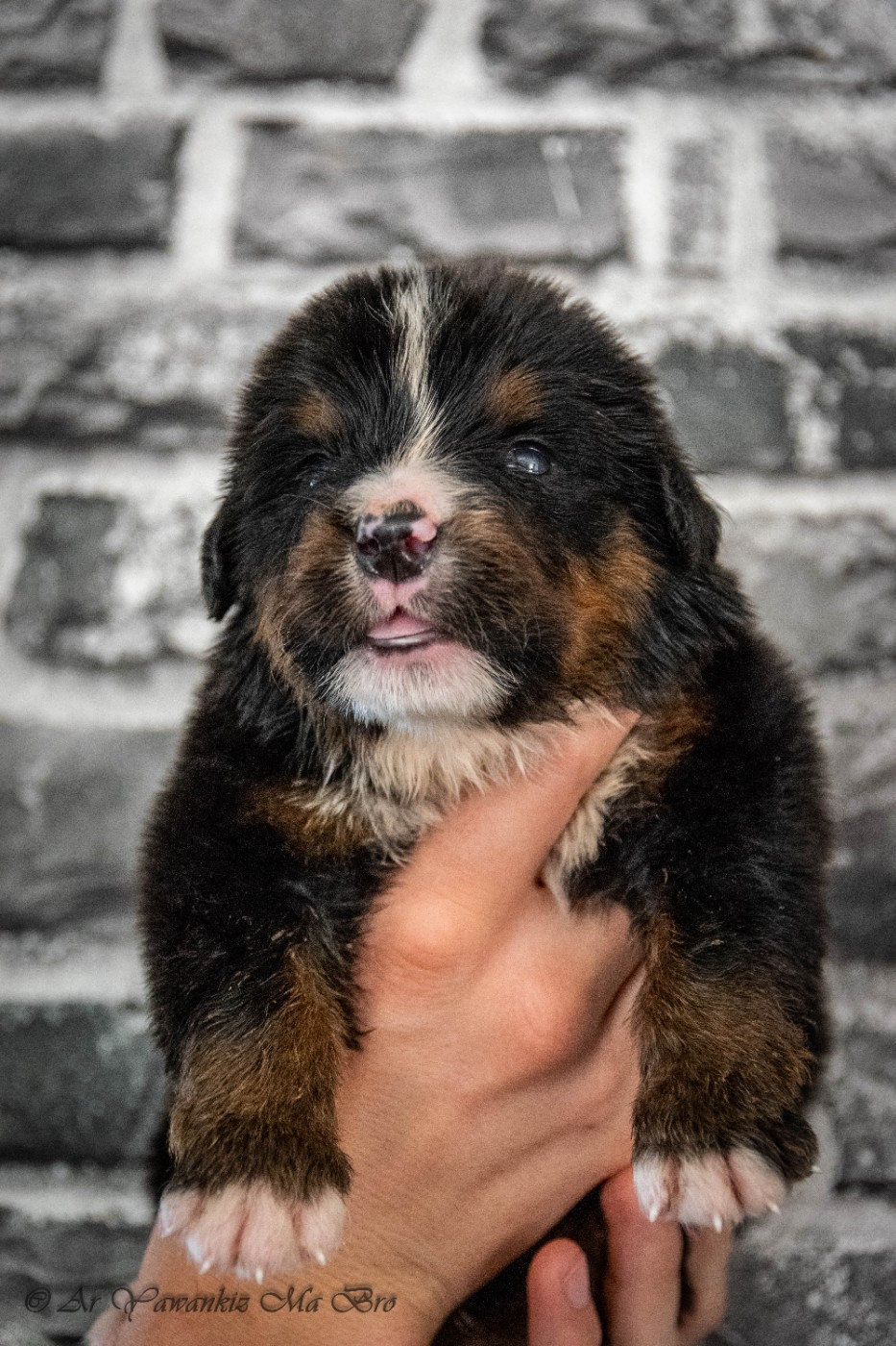 Ar Yawankiz Ma Bro - Chiots disponibles - Bouvier Bernois