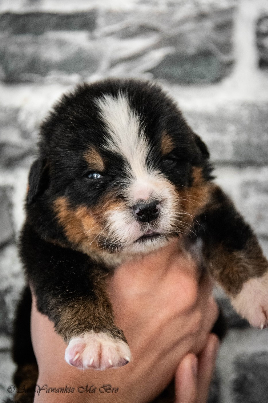 Ar Yawankiz Ma Bro - Chiots disponibles - Bouvier Bernois