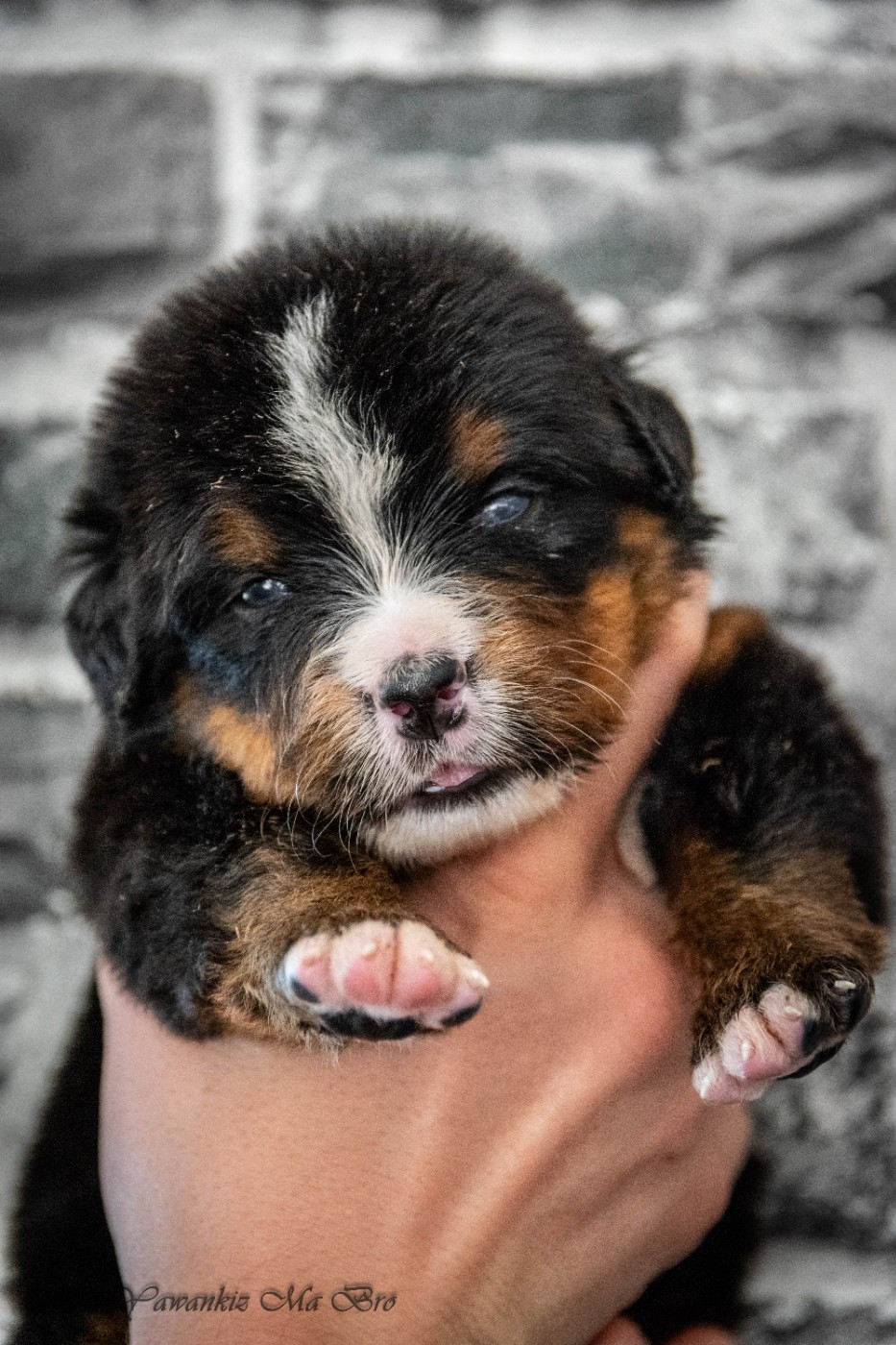 Ar Yawankiz Ma Bro - Chiots disponibles - Bouvier Bernois
