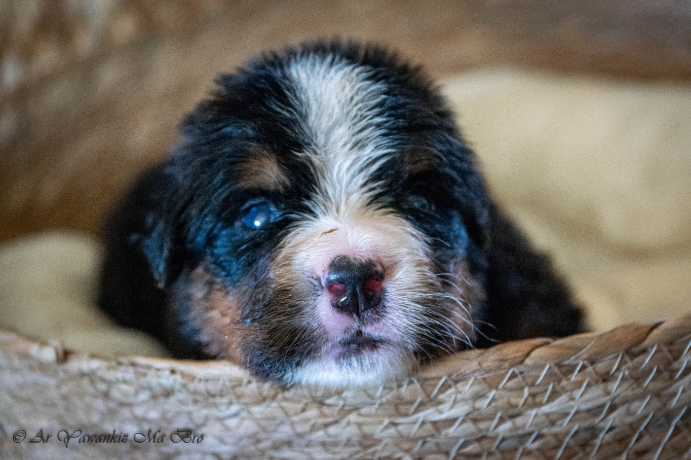 Ar Yawankiz Ma Bro - Chiots disponibles - Bouvier Bernois