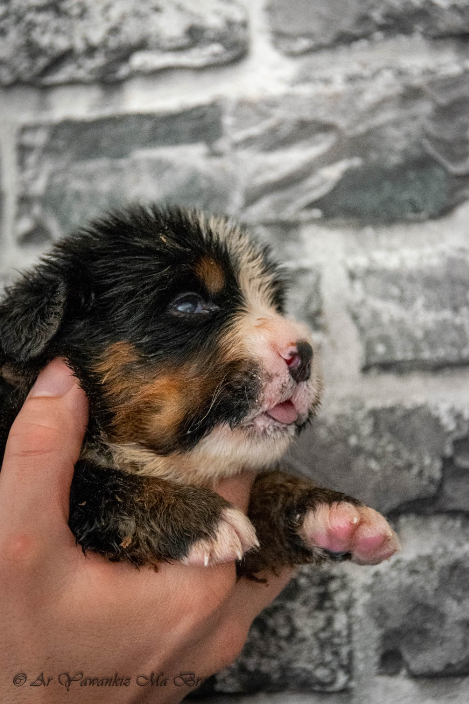 Ar Yawankiz Ma Bro - Chiots disponibles - Bouvier Bernois