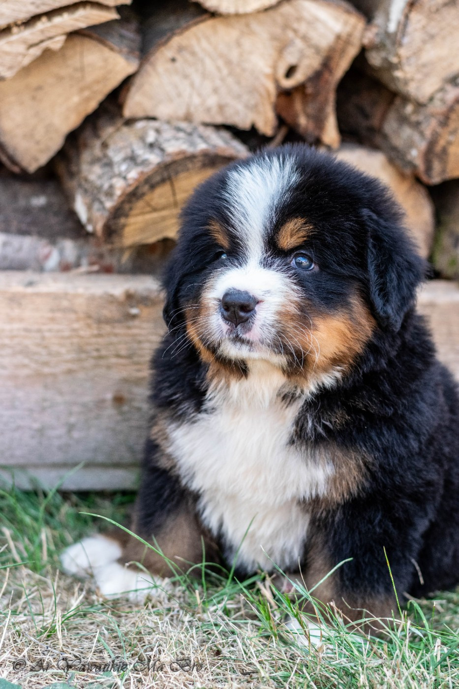 Ar Yawankiz Ma Bro - Chiots disponibles - Bouvier Bernois