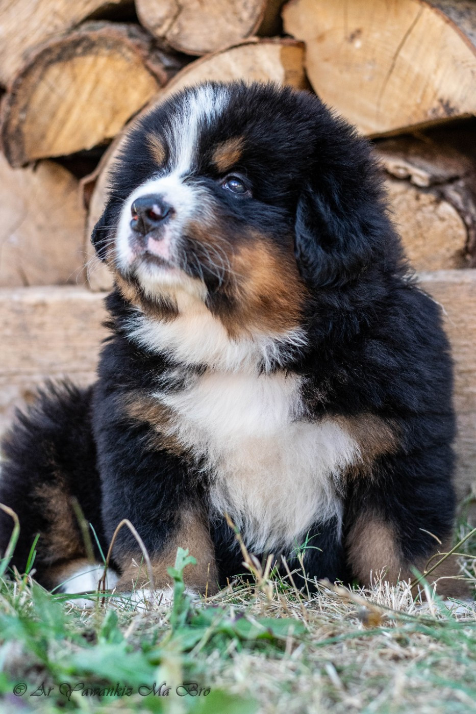 Ar Yawankiz Ma Bro - Chiots disponibles - Bouvier Bernois