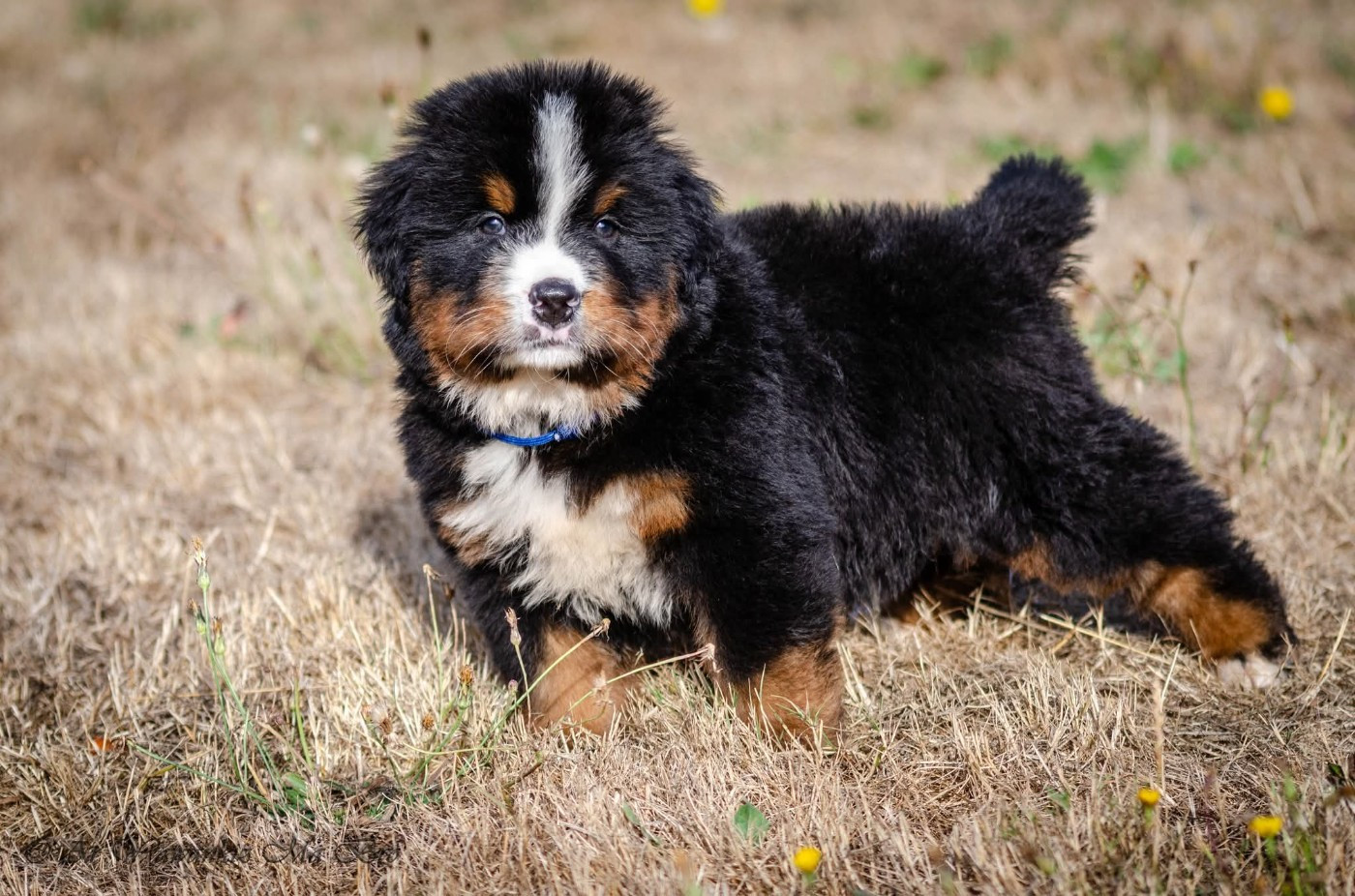 Ar Yawankiz Ma Bro - Chiots disponibles - Bouvier Bernois