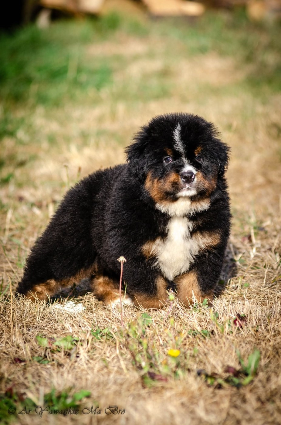 Ar Yawankiz Ma Bro - Chiots disponibles - Bouvier Bernois