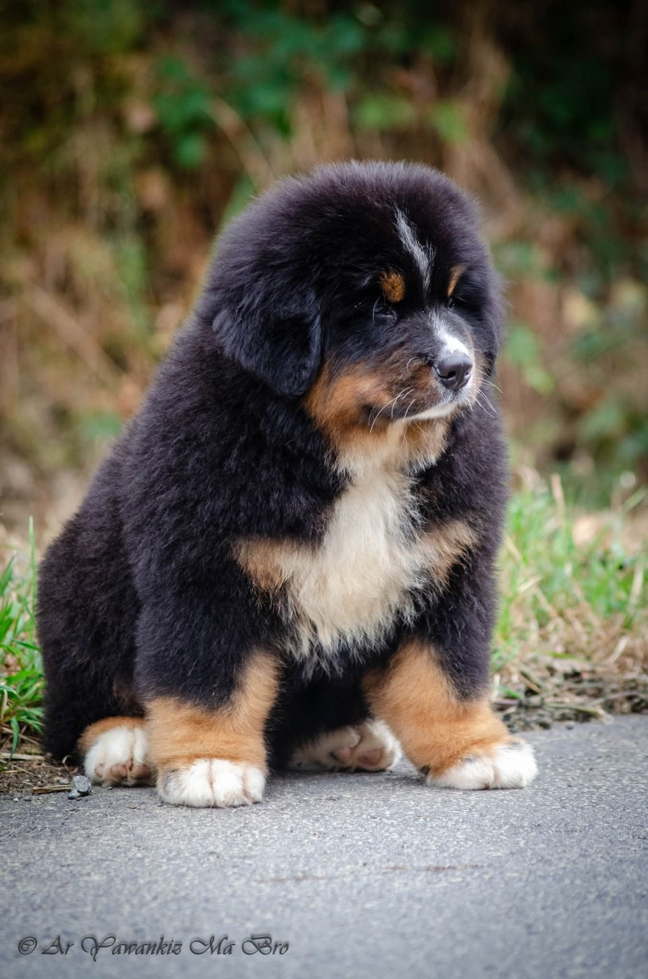 Ar Yawankiz Ma Bro - Chiots disponibles - Bouvier Bernois