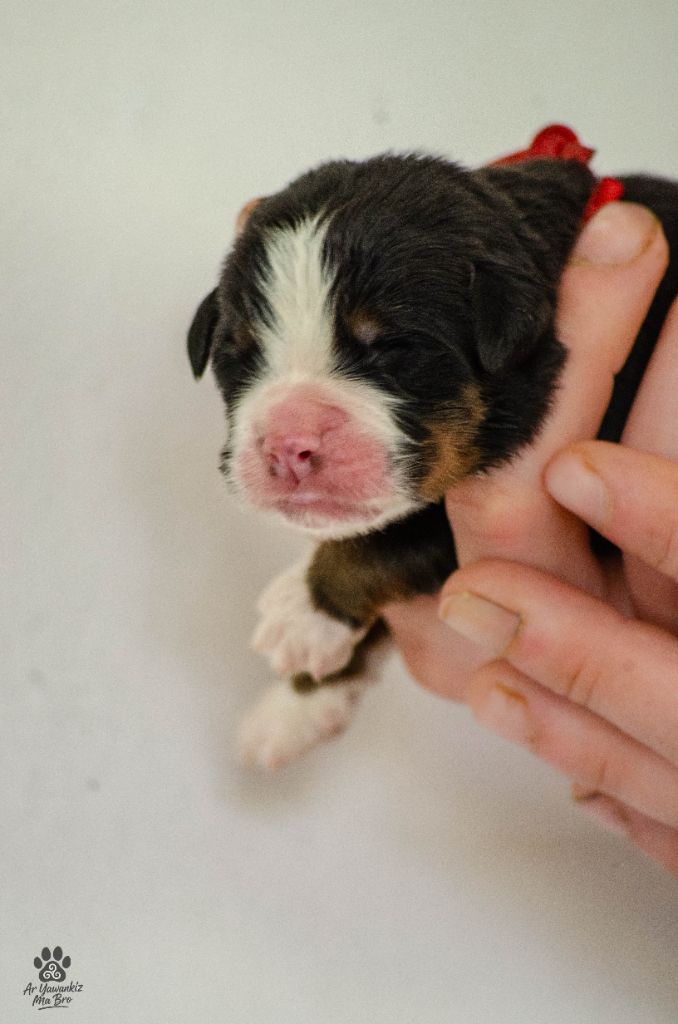 Ar Yawankiz Ma Bro - Chiots disponibles - Bouvier Bernois