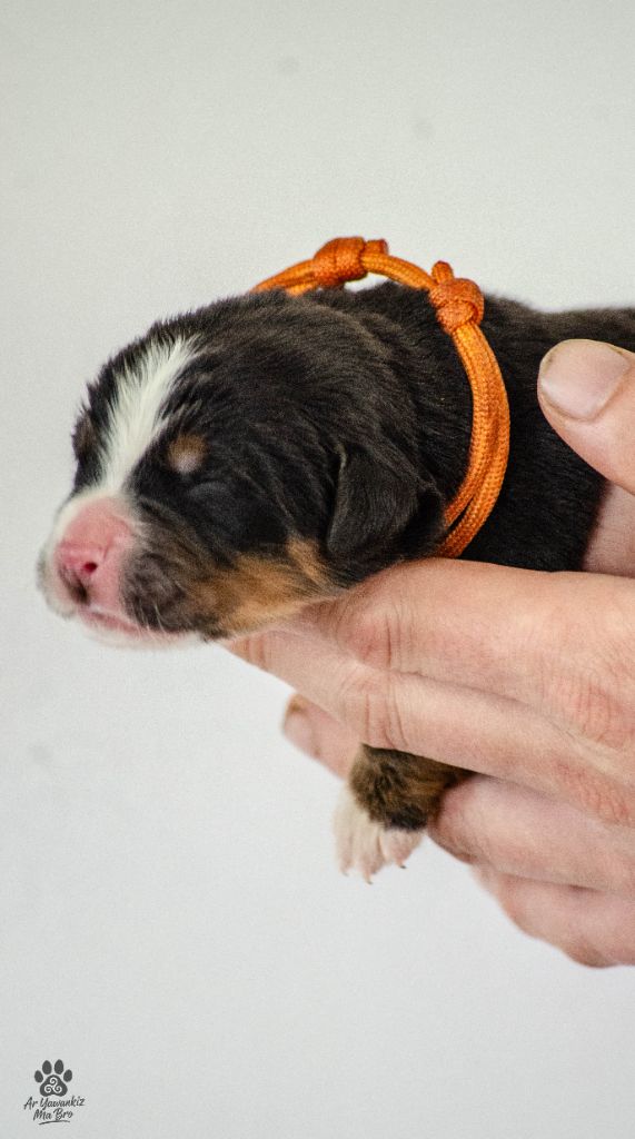 Ar Yawankiz Ma Bro - Chiots disponibles - Bouvier Bernois