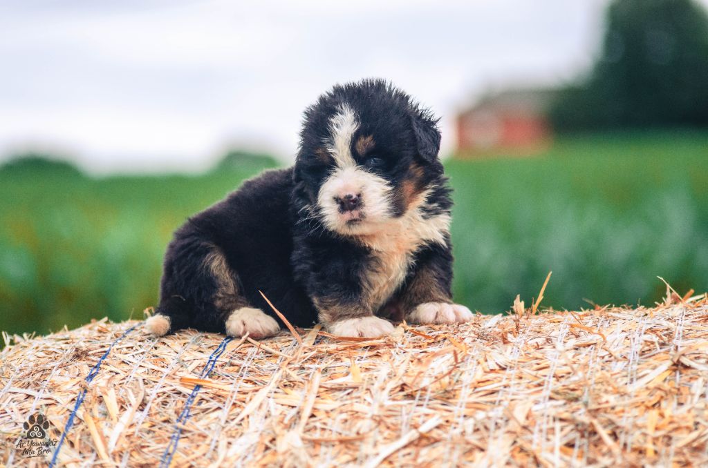 Ar Yawankiz Ma Bro - Chiots disponibles - Bouvier Bernois