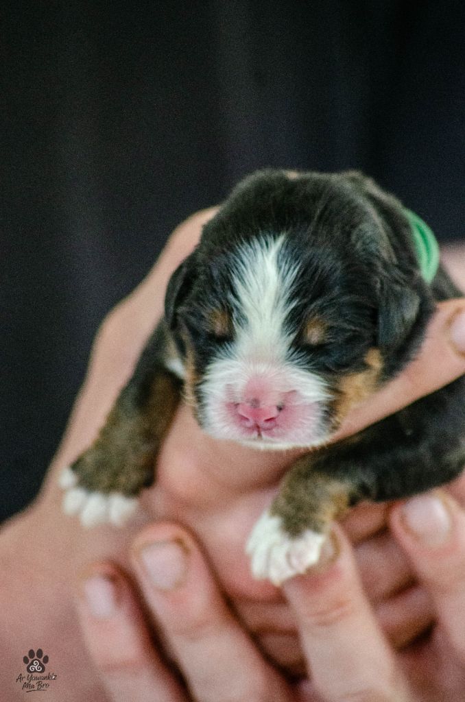 Ar Yawankiz Ma Bro - Chiots disponibles - Bouvier Bernois