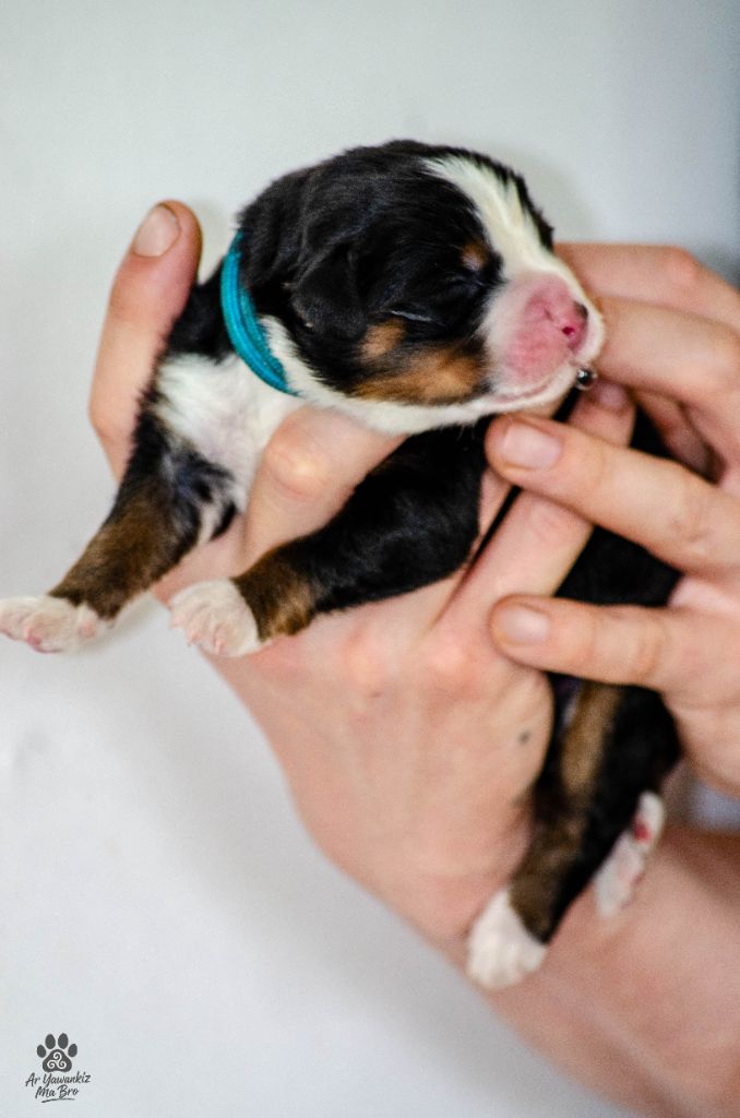 Ar Yawankiz Ma Bro - Chiots disponibles - Bouvier Bernois
