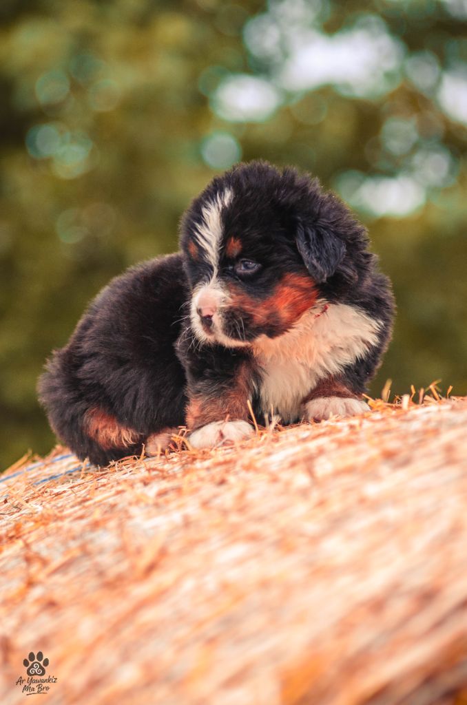 Ar Yawankiz Ma Bro - Chiots disponibles - Bouvier Bernois