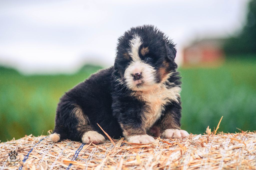 Ar Yawankiz Ma Bro - Chiots disponibles - Bouvier Bernois